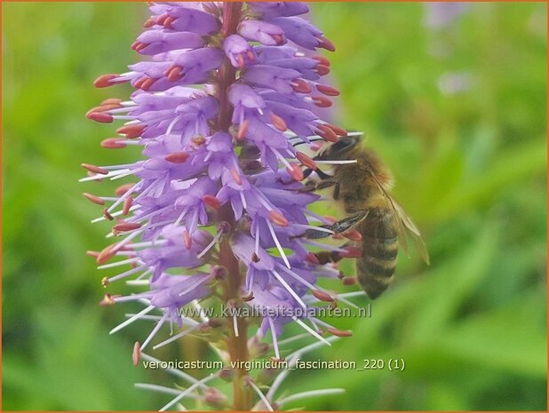 Veronicastrum virginicum 'Fascination' | Virginische ereprijs, Zwarte ereprijs, Naaldereprijs | Kandelaberehrenpreis 