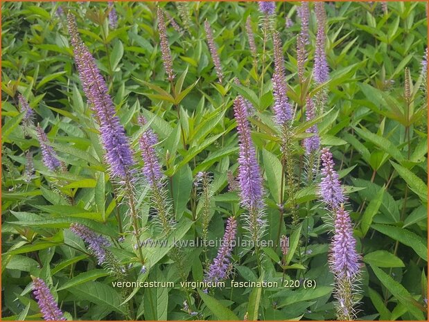 Veronicastrum virginicum 'Fascination' | Virginische ereprijs, Zwarte ereprijs, Naaldereprijs | Kandelaberehrenpreis 