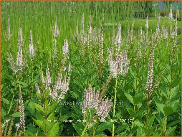 Veronicastrum virginicum &#39;Pink Glow&#39; | Virginische ereprijs, Zwarte ereprijs, Naaldereprijs | Kandelaberehrenpr