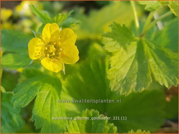 Waldsteinia geoides &#39;Goldkäfer&#39; | Gele aardbei, Goudaardbei | Hohe Golderbeere