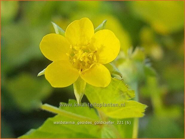 Waldsteinia geoides &#39;Goldkäfer&#39; | Gele aardbei, Goudaardbei | Hohe Golderbeere
