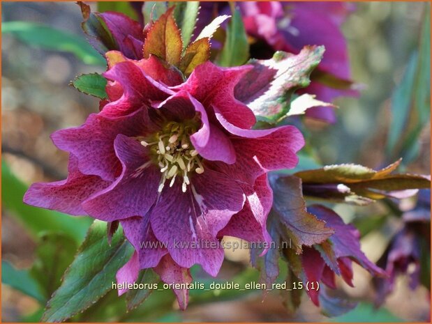 Helleborus orientalis 'Double Ellen Red' | Kerstroos, Lenteroos, Vastenroos, Nieskruid | Lenzrose