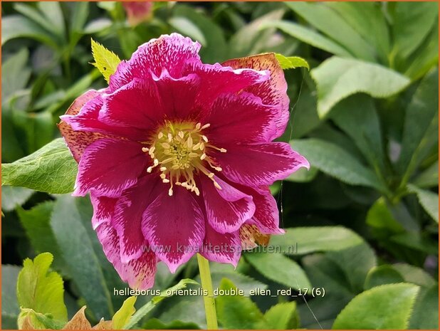 Helleborus orientalis 'Double Ellen Red' | Kerstroos, Lenteroos, Vastenroos, Nieskruid | Lenzrose