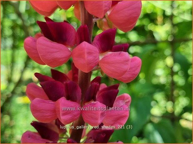 Lupinus &#39;Gallery Red&#39; | Lupine | Lupine