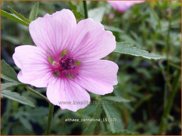 Althaea cannabina | Hennepheemst, Heemst | Hanfblättriger Eibisch