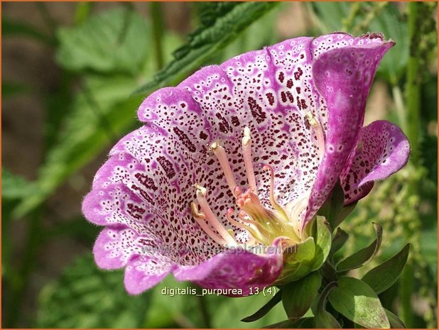 Digitalis purpurea &#x0027;Monstrosa&#x0027; | Vingerhoedskruid | Roter Fingerhut