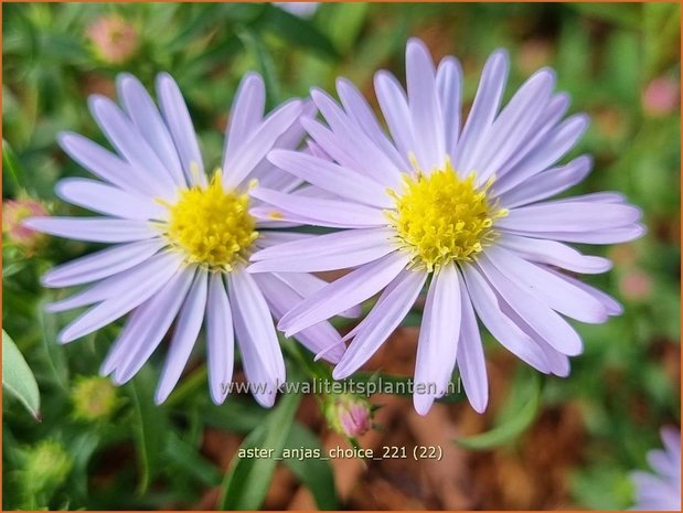 Aster 'Anja's Choice' | Aster | Aster