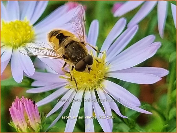 Aster 'Anja's Choice' | Aster | Aster