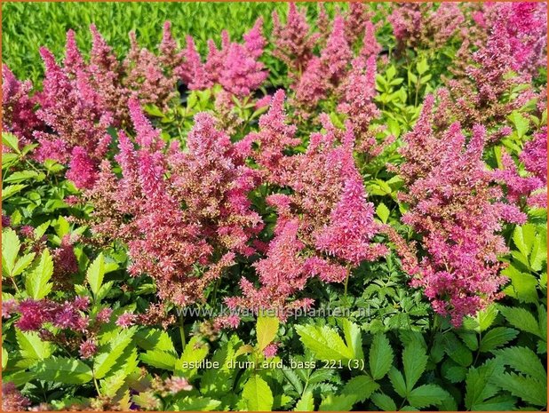 Astilbe 'Drum and Bass' | Pluimspirea, Spirea | Prachtspiere