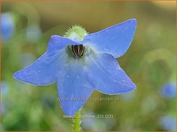 Borago pygmaea | Dwergbernagie, Bernagie | Stauden-Boretsch