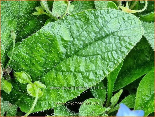 Borago pygmaea | Dwergbernagie, Bernagie | Stauden-Boretsch