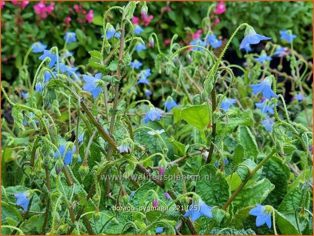 Borago pygmaea | Dwergbernagie, Bernagie | Stauden-Boretsch
