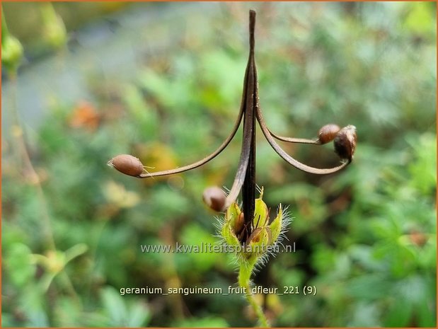 Geranium sanguineum 'Fruit d'Fleur' | Bermooievaarsbek, Ooievaarsbek, Tuingeranium, Geranium | Blut-Storchschnab