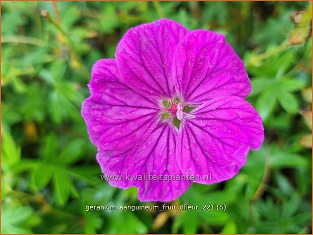 Geranium sanguineum 'Fruit d'Fleur' | Bermooievaarsbek, Ooievaarsbek, Tuingeranium, Geranium | Blut-Storchschnab