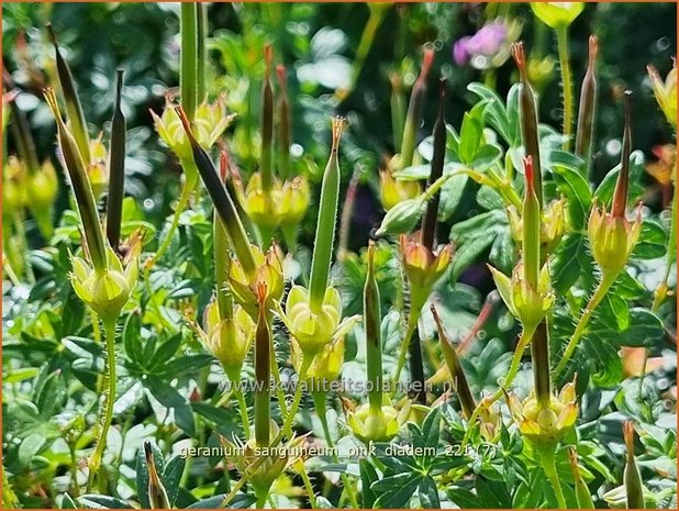 Geranium sanguineum 'Pink Diadem' | Bermooievaarsbek, Ooievaarsbek, Tuingeranium, Geranium | Blut-Storchschnabel
