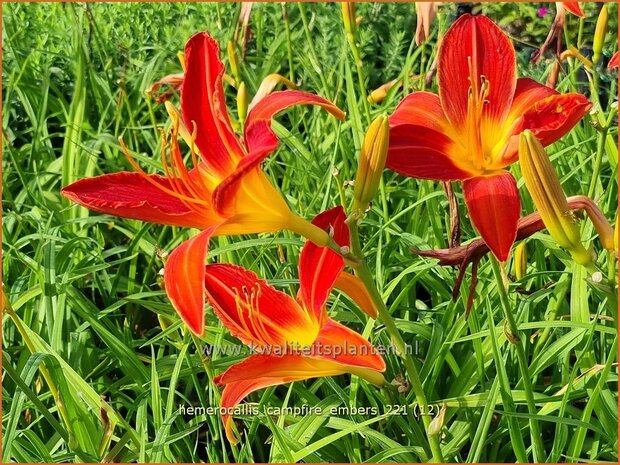 Hemerocallis 'Campfire Embers' | Daglelie | Taglilie