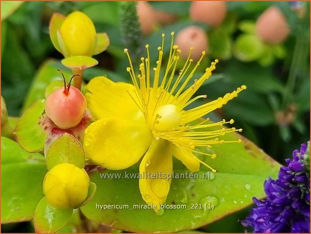 Hypericum 'Miracle Blossom'