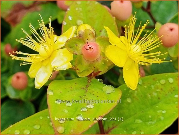Hypericum 'Miracle Blossom'