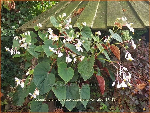 Begonia grandis subsp. evansiana var. alba | Begonia | Japanisches Schiefblatt