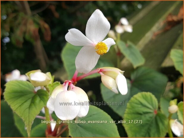 Begonia grandis subsp. evansiana var. alba | Begonia | Japanisches Schiefblatt