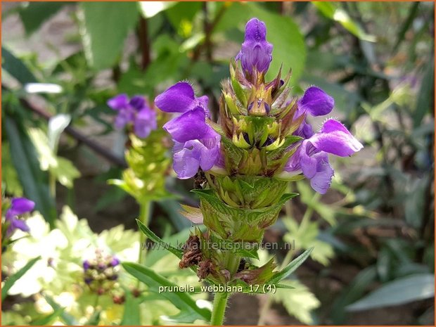 Prunella x webbiana | Brunel, Bijenkorfje | Großblütige Bastard-Braunelle | Self Heal