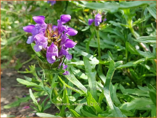 Prunella x webbiana | Brunel, Bijenkorfje | Großblütige Bastard-Braunelle | Self Heal