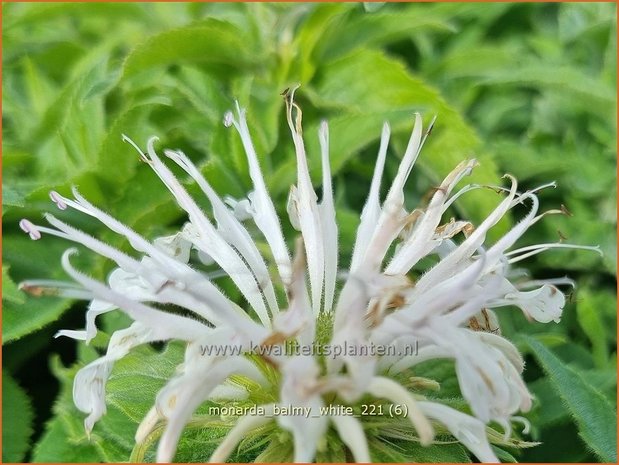 Monarda &#39;Balmy White&#39; | Bergamotplant, Indianennetel | Indianernessel