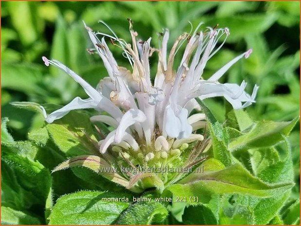 Monarda &#39;Balmy White&#39; | Bergamotplant, Indianennetel | Indianernessel