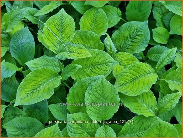 Persicaria virginiana 'Filiformis Albiflora' | Duizendknoop | Fadenknöterich