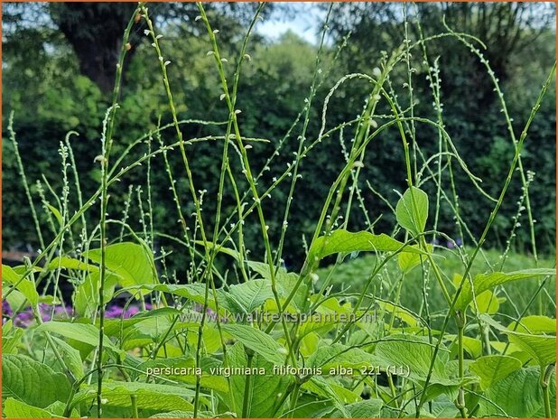 Persicaria virginiana 'Filiformis Albiflora' | Duizendknoop | Fadenknöterich