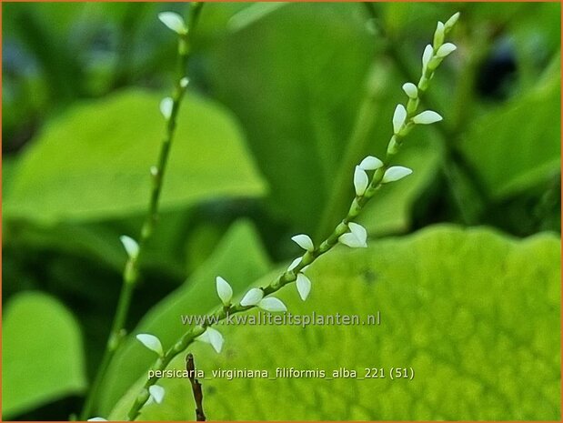 Persicaria virginiana 'Filiformis Albiflora' | Duizendknoop | Fadenknöterich