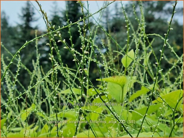 Persicaria virginiana 'Filiformis Albiflora' | Duizendknoop | Fadenknöterich