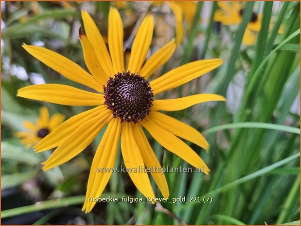 Rudbeckia fulgida 'Forever Gold' | Zonnehoed | Gew&ouml;hnlicher Sonnenhut | Black Eyed Susan
