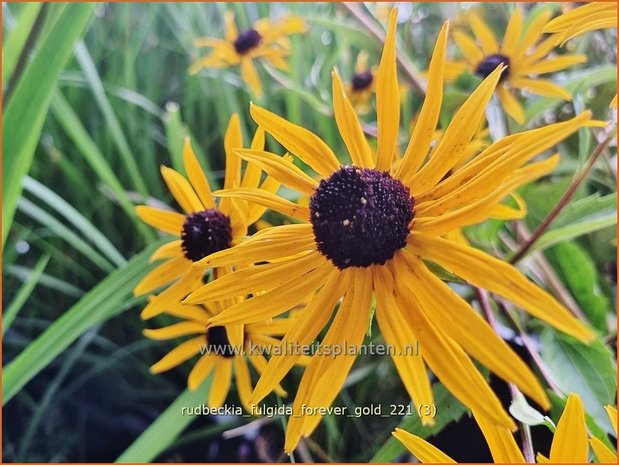 Rudbeckia fulgida 'Forever Gold' | Zonnehoed | Gew&ouml;hnlicher Sonnenhut | Black Eyed Susan