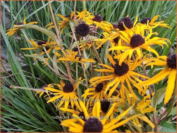 Rudbeckia fulgida 'Forever Gold' | Zonnehoed | Gew&ouml;hnlicher Sonnenhut | Black Eyed Susan