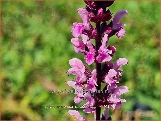 Salvia nemorosa 'Caradonna Pink' | Bossalie, Salie, Salvia | Steppensalbei