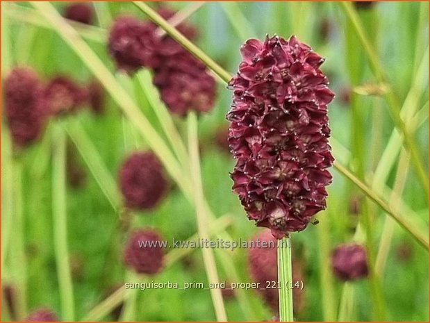 Sanguisorba 'Prim and Proper' | Pimpernel, Sorbenkruid | Wiesenknopf