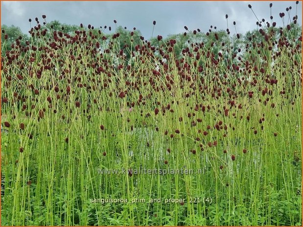 Sanguisorba 'Prim and Proper' | Pimpernel, Sorbenkruid | Wiesenknopf