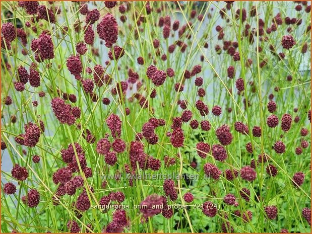 Sanguisorba 'Prim and Proper' | Pimpernel, Sorbenkruid | Wiesenknopf