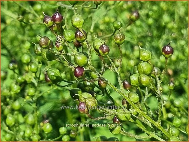 Scrophularia nodosa | Knopig helmkruid, Helmkruid | Knotige Braunwurz