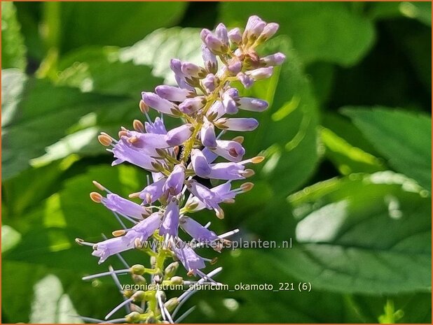 Veronicastrum sibiricum 'Okamoto' | Zwarte ereprijs, Virginische ereprijs | Asiatischer Kandelaberehrenpreis