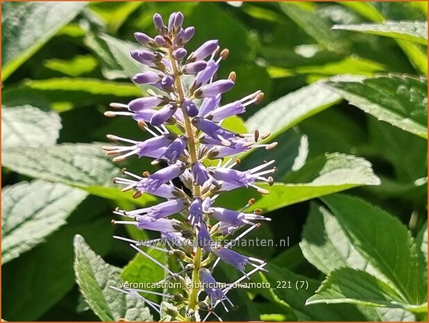 Veronicastrum sibiricum 'Okamoto' | Zwarte ereprijs, Virginische ereprijs | Asiatischer Kandelaberehrenpreis