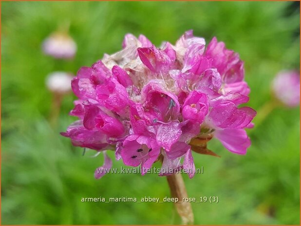 Armeria maritima 'Armada Deep Rose' | Engels gras | Strand-Grasnelke