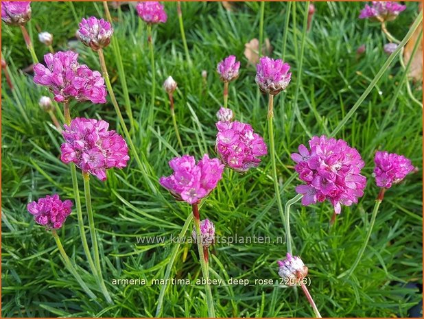 Armeria maritima 'Armada Deep Rose' | Engels gras | Strand-Grasnelke