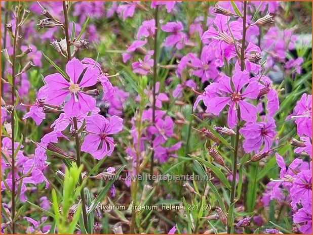 Lythrum virgatum 'Hel&egrave;ne' | Fijne kattenstaart, Kattenstaart | Ruten-Weiderich | Wand Loosestrifeq