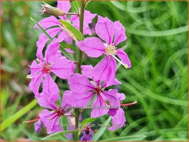 Lythrum virgatum 'Hel&egrave;ne' | Fijne kattenstaart, Kattenstaart | Ruten-Weiderich | Wand Loosestrife