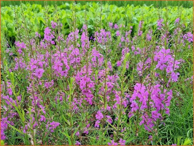 Lythrum virgatum 'Hel&egrave;ne' | Fijne kattenstaart, Kattenstaart | Ruten-Weiderich | Wand Loosestrife
