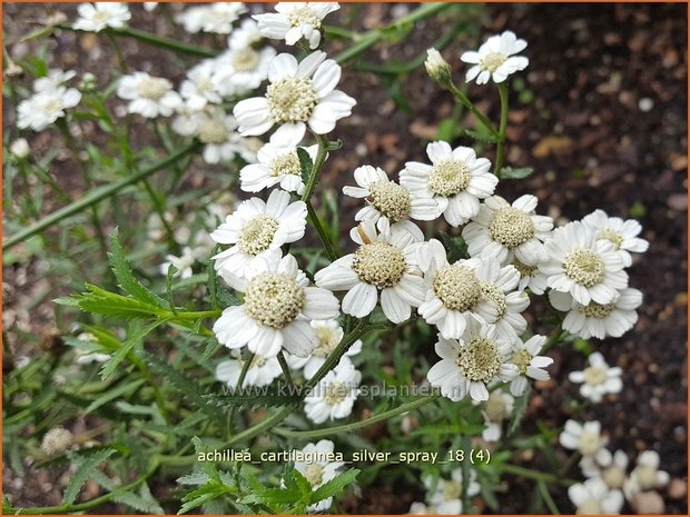 Achillea cartilaginea 'Silver Spray' | Hemdsknoopjes, Bertram, Duizendblad | Knorbelbl&auml;ttrige Garbe