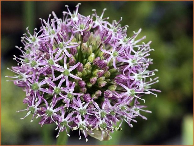 Allium giganteum | Sierui, Look