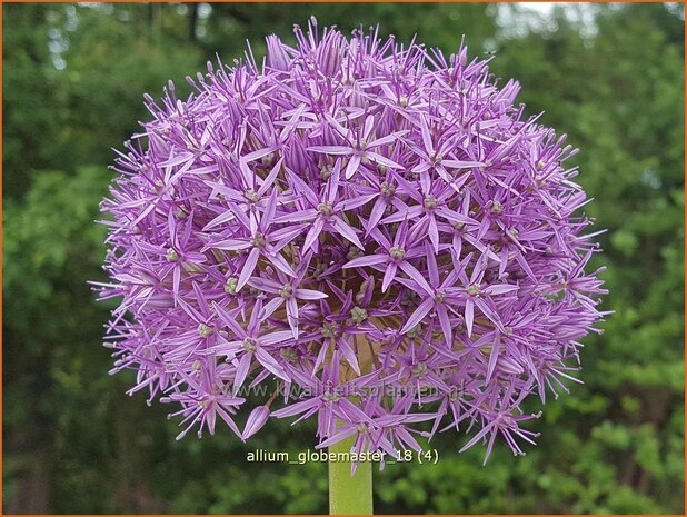 Allium 'Globemaster' | Reuzenlook, Sierui, Look | Lauch